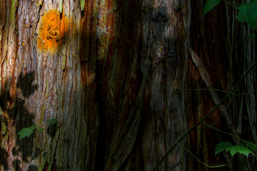 Photo of the orange paint marking a tree.